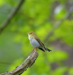 Wood Warbler_03.jpg by Adam