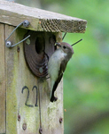 Pied Flycatcher_01.jpg