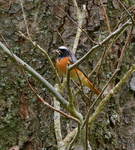 Redstart_04.jpg