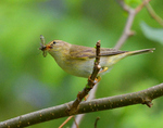 Willow Warbler.jpg