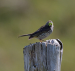 Meadow Pipit.jpg