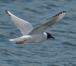 Bonaparte's Gull