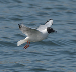 Bonaparte's Gull