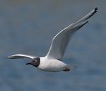 Bonaparte's Gull