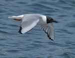 Bonaparte's Gull