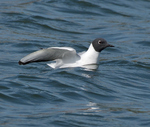 Bonaparte's Gull