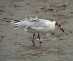Black-headed Gull