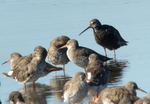 Spotted Redshank
