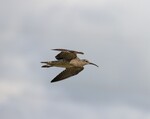Whimbrel