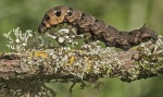 Caterpiller of the Elephant hawkmoth - Deilephila elpenor