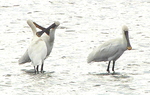 Spoonbills