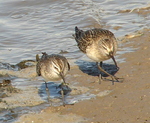 Curlew Sandpipers