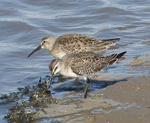 Curlew Sandpipers