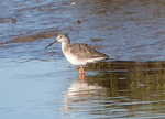 Spotted Redshank