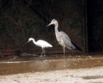 Little Egret and Grey Heron