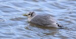 Kittiwake