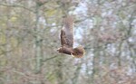 Marsh Harrier