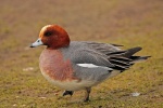 Wigeon