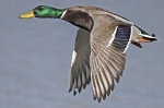 Mallard - Anas platyrhynchos