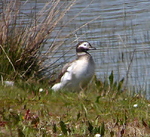 Long-tailed Duck WWT Llanelli 25th April 2023