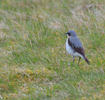 Wheatear.jpg