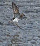 Pectoral Sandpiper