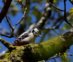 Great Spotted Woodpecker.jpg