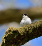 Pied Flycatcher_01.jpg