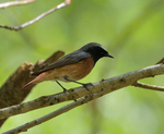 Redstart.jpg