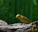Yellowhammer_02.jpg