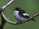 Pied Flycatcher 1.jpg