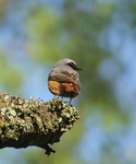 Redstart.jpg