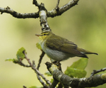 Wood Warbler 2.jpg