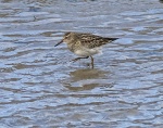 Pectoral Sandpiper