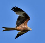 Red Kite.jpg
