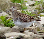 Pectoral Sandpiper