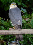 Sparrowhawk