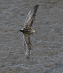 Pectoral Sandpiper