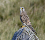Kestrel on the Black mountain.