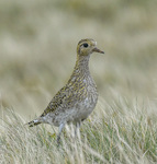 Golden Plover on Garreg LLwyd, Black mountain 28/09/2023