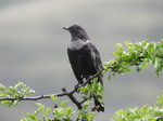 Male Ring Ousel
