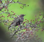 Female Ring Ousel