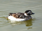 Long-tailed Duck