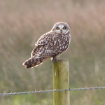 Short-eared Owl