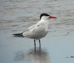 Caspian Tern