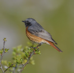 Male Redstart in Pal-y-cwrt.