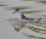 Red-necked Phalarope_02.JPG