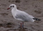 Black-headed Gull