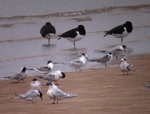 Black Tern