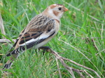 Snow Bunting